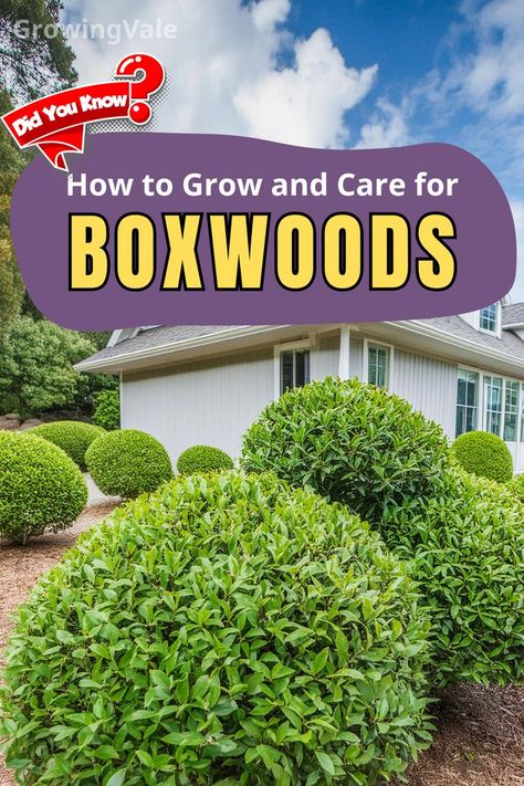 Boxwoods Bush Care Boxwood Bushes, Gem Boxwood, Baby Gem Boxwood, Boxwood Shrub, Winter Gem Boxwood, Boxwood Bush, Box Wood Shrub, Front Yard Garden Design, Sun Water