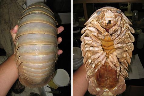 Giant Isopod Isopod Drawing, Pink Fairy Armadillo, Fairy Armadillo, Giant Isopod, Tortoise Beetle, Woodlice, Dumbo Octopus, Pill Bug