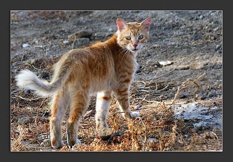 Vittoria OwO sur Instagram : Here's some pictures of the Cat Fox from France and the Mediterranean islands. #catfox #foxcat African Wild Cat, White Tabby Cat, Pet Finder, Cat Pose, Brown Cat, Ginger Cats, Domestic Cat, Warrior Cats, Tabby Cat