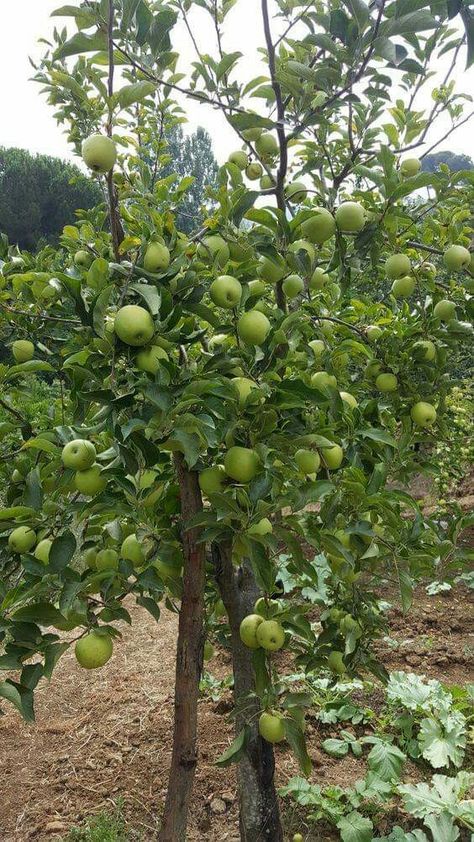 Fermented Juice, Green Apple Tree, Grape Vineyard, Guava Tree, Guava Fruit, Small Vegetable Gardens, Garden Calendar, Green Apples, Garden Steps