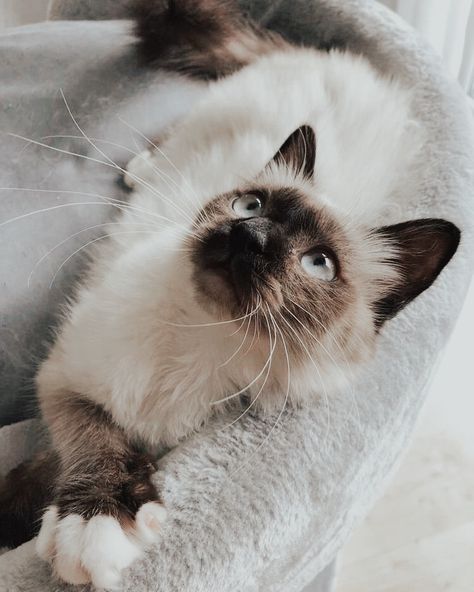 Birman Cat Aesthetic, Snowshoe Cat, Domestic Cat Breeds, Funniest Cat, Collage Foto, Birman Cat, Life Affirming, Cat Pose, My Animal