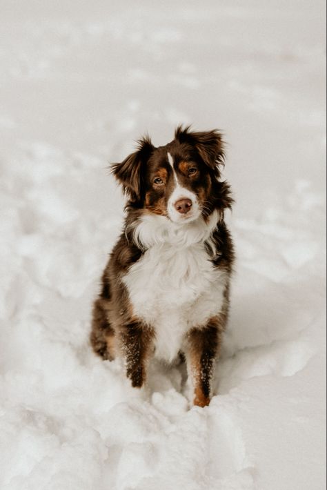 Dog Snow Pictures, Dog Snow Photoshoot, Winter Dog Photography, Snow Dog Photography, Puppy In Snow, Snowy Photoshoot, Dogs In Snow, Dog In The Snow, Running In Snow