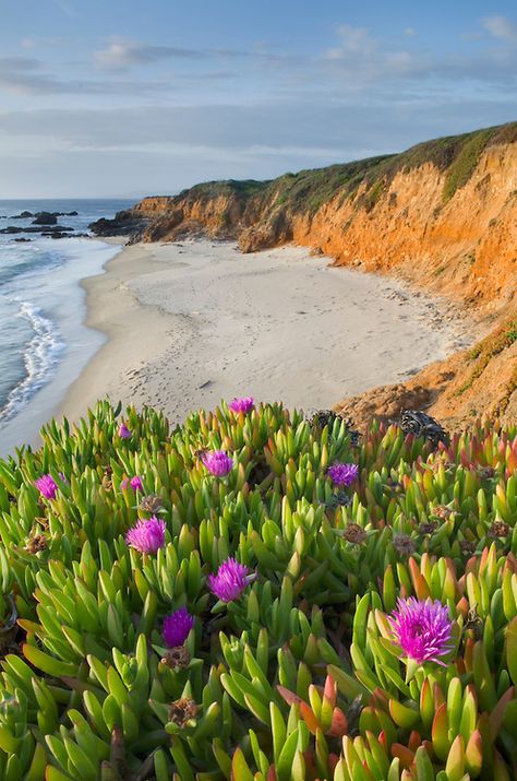 Ice Plant (Carpobrotus edulis), Pescadero Beach on the San Mateo Coast, California by Alan Majchrowicz Beach Plants, Drought Resistant Plants, Ice Plant, California Art, Invasive Species, Beach California, Drought Tolerant, Watercolor Landscape, Amazing Nature