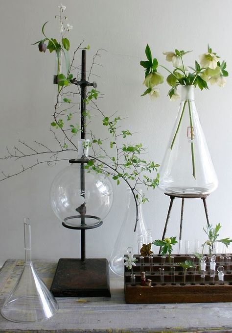 10 Easy Pieces: Labware Plant Stands - Gardenista Tanaman Sukulen, Science Decor, Beakers, Natural Home Decor, Cool Ideas, Easy Garden, World Of Interiors, Glass Vases, Décor Diy