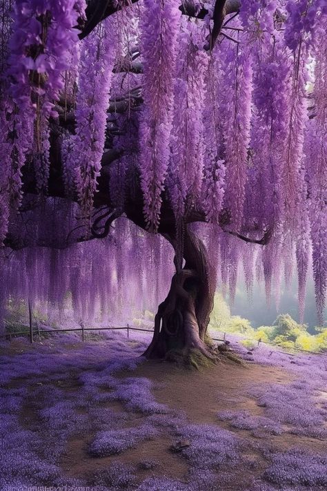 August Wallpaper, Pretty Flowers Pictures, Wallpaper 2024, Wisteria Tree, Japanese Tree, Pretty Trees, Výtvarné Reference, Purple Trees, Nothing But Flowers