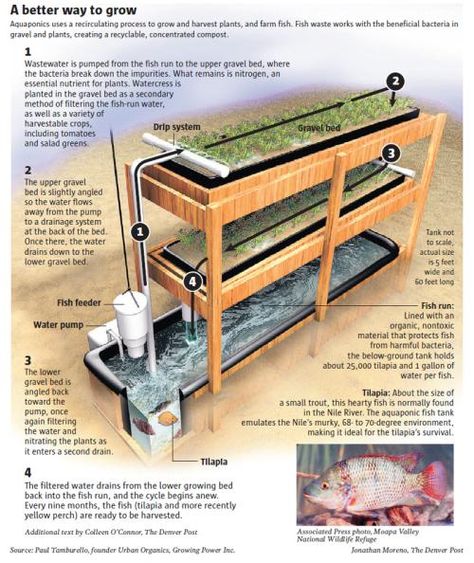 Reban Ayam, Taman Air, Aquaponics Diy, Aquaponic Gardening, Greenhouse Plans, Aquaponics System, Fish Farming, Hydroponic Gardening, Beneficial Bacteria