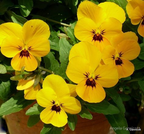 Pretty Yellow Pansies Yellow Pansy Flower, Pansy Flower Aesthetic, Pansy Aesthetic, Pansy Painting, Yellow Pansies, Yellow Pansy, Dragon Riders, Roses Beautiful, Pansy Flower