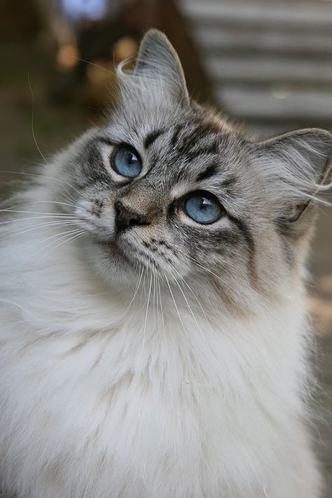 Pavi! Siberian Forest Cat, Gatos Cool, Siberian Cats, Birman Cat, Siberian Cat, Forest Cat, Ragdoll Cat, Cute Cats And Kittens, Warrior Cats