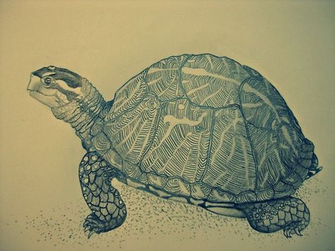 Turtle Side View, Shaded Turtle Tattoo, Loggerhead Turtle Tattoo, Land Turtle Drawing, Sea Turtle Top View, Turtle Anatomy Sketch, Land Turtles, Turtle Images, Turtle Drawing