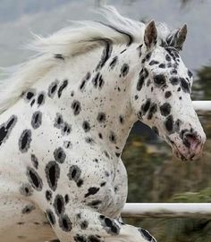 Spotted Horse, Leopard Appaloosa, Appaloosa Horse, Horse Inspiration, Most Beautiful Horses, Appaloosa Horses, Majestic Horse, All The Pretty Horses, Cute Horses