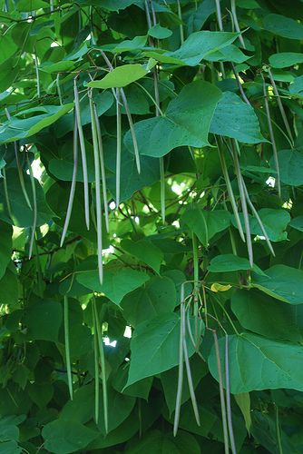 Indian Bean Tree (Catalpa bignonioides) - aka Southern Catalpa Indian Bean Tree, Flowers Reference, Catalpa Bignonioides, Florida Trees, Dream Backyard Garden, Outdoor Gardens Landscaping, Urban Backyard, Backyard Garden Diy, Backyard Garden Layout