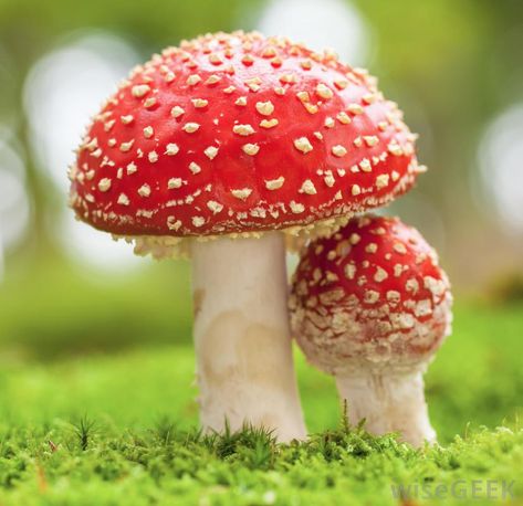 What is the difference between a toadstool and a mushroom? Deadly Plants, Poisonous Mushrooms, Red Mushrooms, Amanita Muscaria, Mini Binder, Macro Flower, Mushroom Fungi, Free Art Prints, Macro Photos