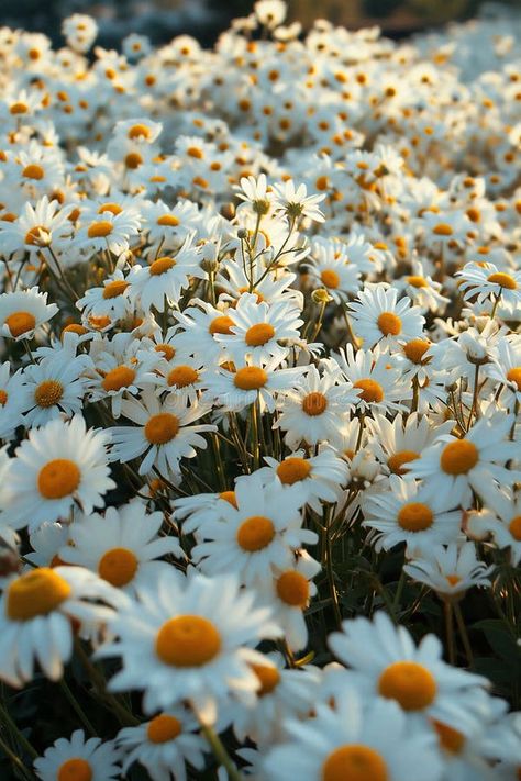 A field of chamomile or daisy flowers, with white petals and yellow centers, creates a serene and natural setting royalty free stock photography Daisy Field Aesthetic, Daisy Background, Daisy Field, White Petals, Daisy Flowers, White Daisy, Stock Photography Free, Daisy Flower, Favorite Things