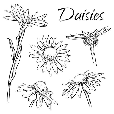 Free Vector | Free vector hand drawn simple flower outline illustration Flower Drawing Outline, Simple Flower Outline, Daisy Vector, Flower Line Drawings, Outline Illustration, Flower Outline, Hand Drawn Vector Illustrations, Chamomile Flowers, Outline Drawings