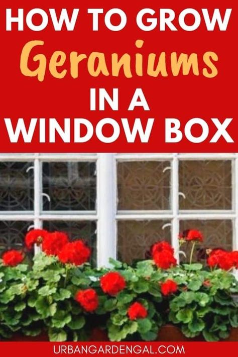 How To Grow Geraniums, Geranium Planters, Growing Geraniums, Geranium Care, Ivy Geraniums, Window Box Plants, Planter Window, Pink Geranium, Summer Window