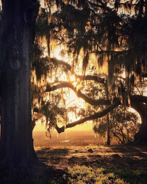 Spartina 449 on Instagram: “Good morning, Lowcountry 🌅⠀⠀⠀⠀⠀⠀⠀⠀⠀ 📷: @cayla.corum” Spartina 449, Low Country, Charleston, Lamp Post, Good Morning, In This Moment, On Instagram, Instagram