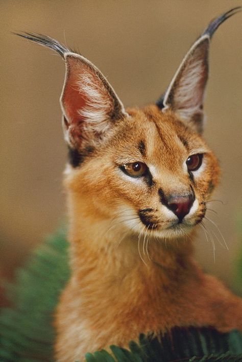 Big Floppa, Frans Lanting, Caracal Cat, Small Wild Cats, Big Ears, Start Reading, Cat Photography, Animal Planet, Lynx