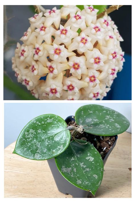 Hoya Verticillata, Plant Projects, Plants, Flowers