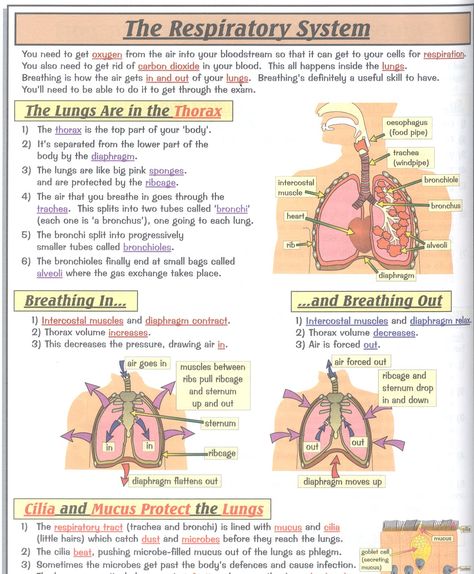 The Respiratory System, Respiratory System, Carbon Dioxide, Study Skills, Anatomy And Physiology, Respiratory, Taste Buds, Disease, Anatomy