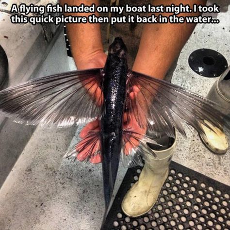 Rare Things, Salt Water Fishing, Carpe Koi, Cool Fish, Flying Fish, Underwater Life, Water Life, Marine Animals, Ocean Creatures