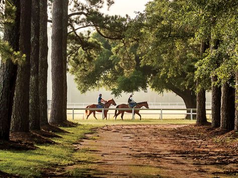 Reasons to Love Springtime in Horse Country | Rich in equestrian tradition, Aiken, South Carolina, is one of the South's most beautiful small towns. South Carolina Trees, South Carolina Small Towns, Low Country South Carolina, Greenville South Carolina Aesthetic, Southern States Aesthetic, Southern Living Aesthetic, Deep South Aesthetic, Lowcountry Aesthetic, Southern Country Aesthetic