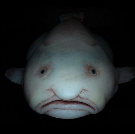 Blobfish! Blob Fish In Water, Fish Cake Birthday, Shadow Monster, Image Meme, Drawn Fish, Cuadros Star Wars, Funny Pix, Image Memes, Big Animals