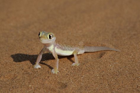 Palmatogecko. (Pachydactylus rangei), also known as Web-footed Gecko, a nocturna , #AFFILIATE, #Web, #footed, #rangei, #Palmatogecko, #Pachydactylus #ad Lizard Types, Lizard Species, Namib Desert, Cute Themes, Miniature Animals, Bearded Dragon, Magazine Photography, Gecko, Art Toy