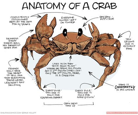 Dave Kellett auf Twitter: "Anatomy of a Crab http://t.co/V3XtSFTXa5 http://t.co/7rtxNFYPKt" Crab Anatomy Drawing, Crab Drawing Reference, Lemon Shark Anatomy, Marine Biology Drawings, Crab Reference, Crab Anatomy, Crab Drawing, Oceanography Marine Biology, Animal Infographic