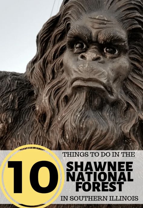 10 Things to Do in the Shawnee National Forest in Illinois Illinois Hiking, Hiking Scenery, Forest Cabins, Monongahela National Forest, Ocala National Forest, Shawnee National Forest, Illinois Travel, White Mountain National Forest, Ketchikan Alaska