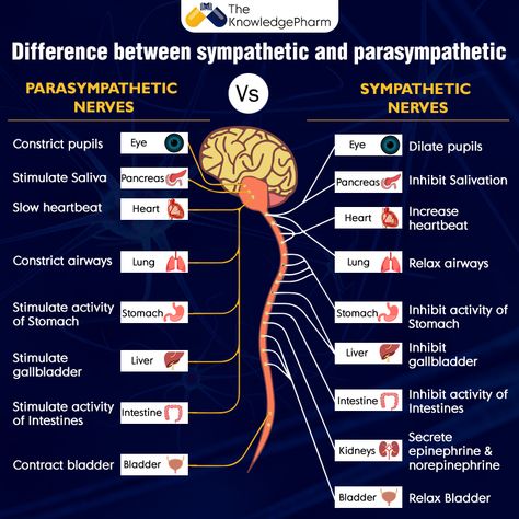 Sympathetic And Parasympathetic Nervous System, Parasympathetic Vs Sympathetic, Sympathetic Vs Parasympathetic, Sympathetic And Parasympathetic, Calm And Composed, Nervous System Anatomy, Sympathetic Nervous System, Nervus Vagus, Flight Response