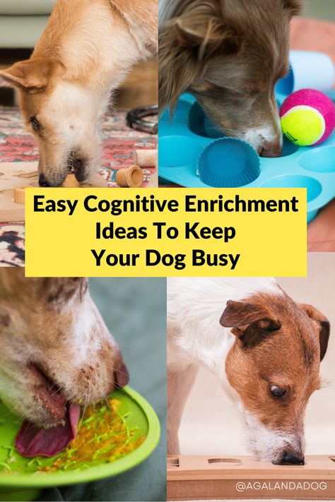 Four photos of dogs enjoying cognitive enrichment for dogs. Dog Brain Games Diy, Brain Games For Dogs, Brain Stimulation, Fun Brain, Dog Enrichment, Dog Training Advice, Enrichment Activities, Dog Brain, Dog Training Techniques