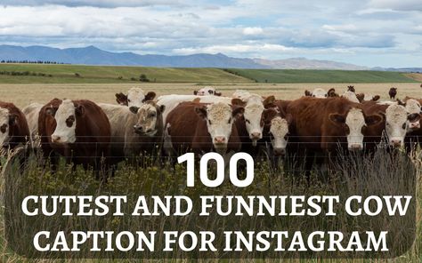 100 Cute & Funny Cow Captions for Instagram 2023 Staring Caption, Cow Captions, Photos Of Cows, Funny Cow Pictures, Captions For Instagram 2023, Cow Halloween Costume, Cow Puns, Cow Quotes, Best Captions