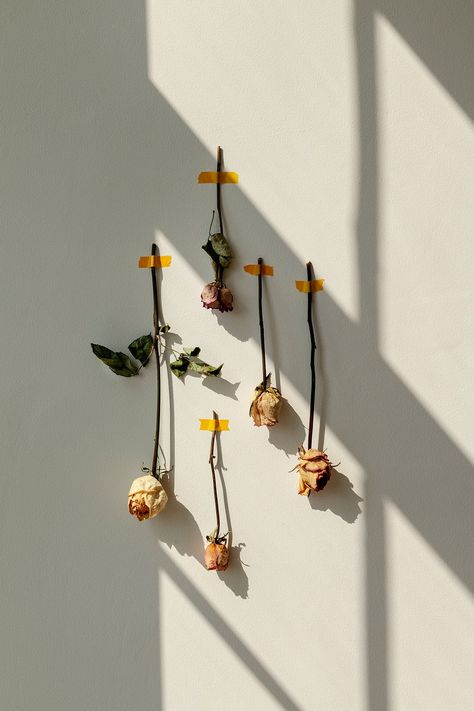 Dried rose flowers taped on a white wall | premium image by rawpixel.com / Teddy Rawpixel Stitch Wallpaper, Rose Flowers, White Wall, Light Beige, Dried Flowers, Flowers, Wall, White