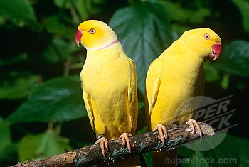 Lutino Indian Ringneck  Parakeets Male and Female Ring Necked Parakeet, Indian Ringneck, Indian Ring, Feeding Birds, Ring Neck, Sitting On A Bench, Budgie Parakeet, Parrot Pet, Bird Accessories