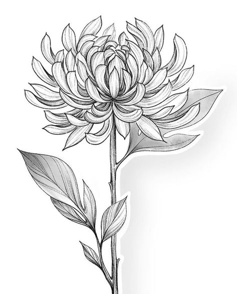 Flower Black Tattoo, Chrysanthemum Sketch, Dahlia Flower Drawing, Dahlia Flower Tattoo, Chrysanthemum Tattoo Design, Chrysanthemum Flower Drawing, Crisantemo Tattoo, Chrysanthemum Drawing, Chrysanthemum Flower Tattoo