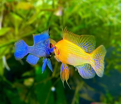 Finnex on Instagram: “The color of @aquamom44 Rams are beautiful under the effects of the vivid+ lighting from @finnexaquariums  We gave an EXTRA ENTRY today for…” Seashells Photography, Tropical Fish Tanks, Tropical Fish Aquarium, Tropical Freshwater Fish, Pretty Fish, Coral Fish, Fresh Water Fish Tank, Fish Breeding, Freshwater Aquarium Fish