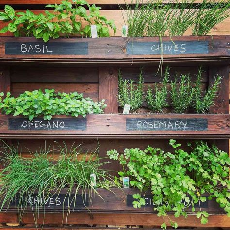 17 Hanging Herb Garden Ideas That Really Save Space Outdoor Herb Wall Vertical Gardens, Outdoor Kitchen With Herb Garden, Floating Herb Garden, Herb Fence Garden, Kitchen Herb Shelf, Japanese Herb Garden, Hanging Herb Planter, Vertical Garden Herbs, Shelf Garden Outdoor