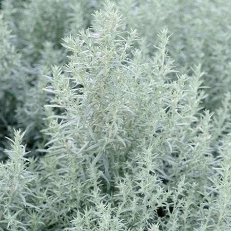 Artemisia Ludoviciana, Western Mugwort, White Sage, Silver Wormwood, Louisiana Sage, Prairie Sage, Silver Queen, Silver King, Silver Frost, Artemisia Valerie Finnis, Silver foliage plant, aromatic foliage plant Drought Landscape, Artemisia Ludoviciana, Valerie Finnis, Growing Ginger Indoors, Licorice Plant, Alchemilla Mollis, Growing Ginger, Silver Plant, Silver King