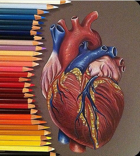 Cardiology Art, Anatomical Heart Drawing, Crayons Artwork, Anatomical Heart Art, Arctic Monkeys Wallpaper, Pen Art Drawings, Psy Art, Canvas Drawings, Heart Drawing