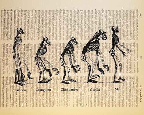 Vintage Biology, Biological Anthropology, Biology Poster, Evolution Of Man, Evolutionary Biology, Dictionary Page, Vintage Dictionary, Free Print, Science Art