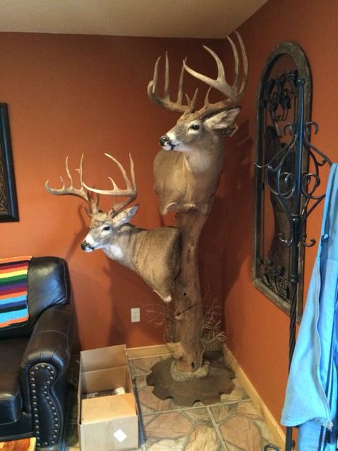 Double buck mount Buck Mounts, Multiple European Mount Display, Deer Mount Pedestal, Cool Deer Mounts, Buck And Doe Mount, Whitetail Deer Pedestal Mounts, Axis Deer Mount, Deer Shoulder Mount, Deer Wall Mount