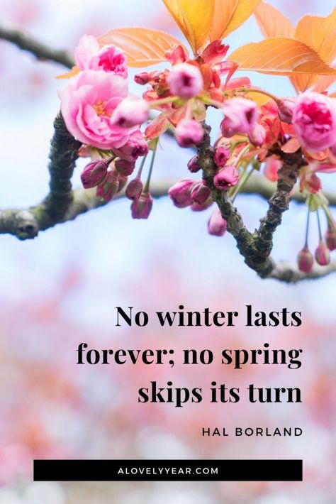 15 uplifting quotes about spring to put a smile on your face and remind you that no matter how dark and long the winter, brighter days will come. Spring Is Coming Quotes, Quotes About Spring, Seasons Quotes, Springtime Quotes, Seasonal Quotes, Quotes Spring, Season Quotes, Spring Quotes, Think Spring