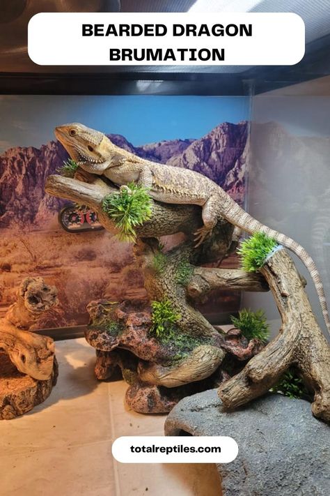 BEARDED DRAGON BRUMATION Bearded Dragon Terrarium, Bearded Dragon Habitat, Bearded Dragon Tank, Conserve Energy, Pet Projects, Dragon Decor, Terraria, Animal Projects, Bearded Dragon