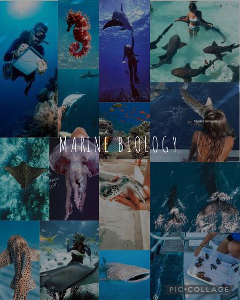 Marine Biologist Aesthetic Pictures, Marine Biology Aesthetic Collage, Marine Biology University, Marine Biology Collage, Marine Biology Vision Board, Marine Biology Aesthetic Pictures, Marian Biology, Marie Biology, Marine Biology Aesthetic Photos