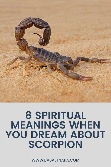 8 Spiritual Meanings When You Dream About Scorpion Scorpio Magic, Scorpio Spirit Animal, Scorpion Symbolism, Scorpion Dream Meaning, Scorpio Crystals And Stones, S Meaning, Red Meaning, Easily Offended, Dream Meanings