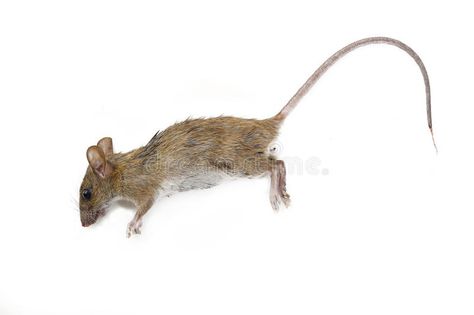 Dead rat. On white background #Sponsored , #affiliate, #Sponsored, #Dead, #white, #background, #rat Jeff Vandermeer, Dead Mouse, Artistic Ideas, Design Sketchbook, New Theme, Gravity Falls, Rats, Visual Art, White Background