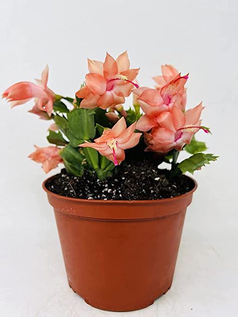 Amazon.com : Orange Christmas Cactus Plant - Zygocactus - 4" Pot Unique from Jmbamboo : Patio, Lawn & Garden Christmas Cactus Plant, Flowers Easy, Orange Christmas, Lucky Green, Christmas Rose, Christmas Cactus, Cactus Plant, Planting Roses, Flowers Bloom