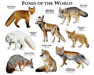 foxes | by Roger D Hall Types Of Foxes, Swift Fox, World Poster, Art Fox, Grey Fox, Arctic Fox, Animal Species, Animal Facts, Wild Dogs