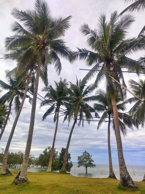 Unisan Sands, Quezon PH #Travel #Traveldiaries Quezon Province, Historical Place, Plants, Travel, Quick Saves