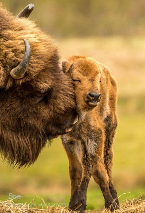 Baby Bison, Animals Tattoo, Baby Gorillas, Happy Mother Day Quotes, Bear Photos, Adorable Kitten, Rare Animals, Cute Animal Pictures, Animals Of The World